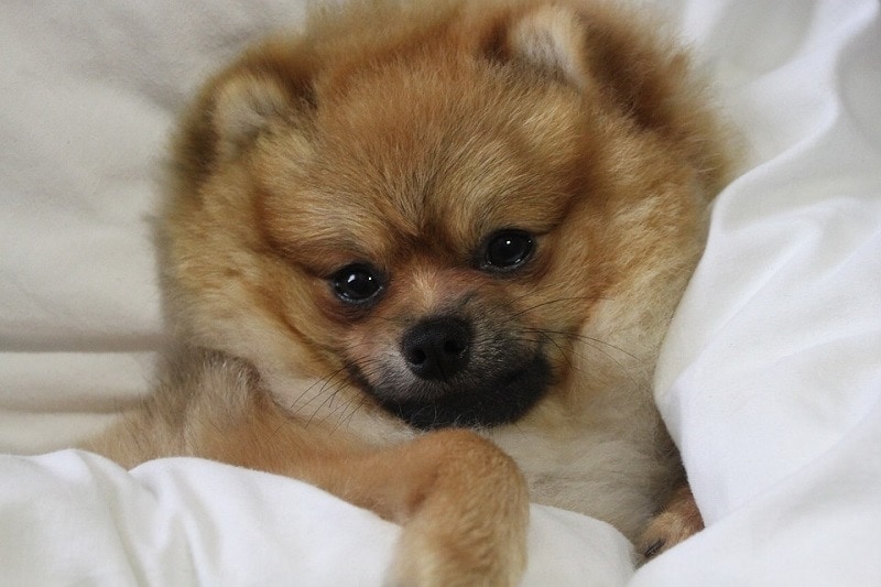 pomeranian