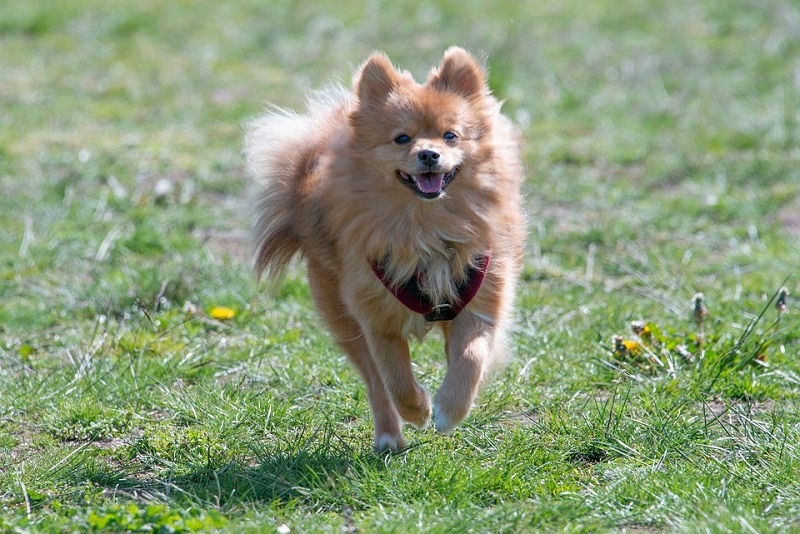 pomeranian smiling