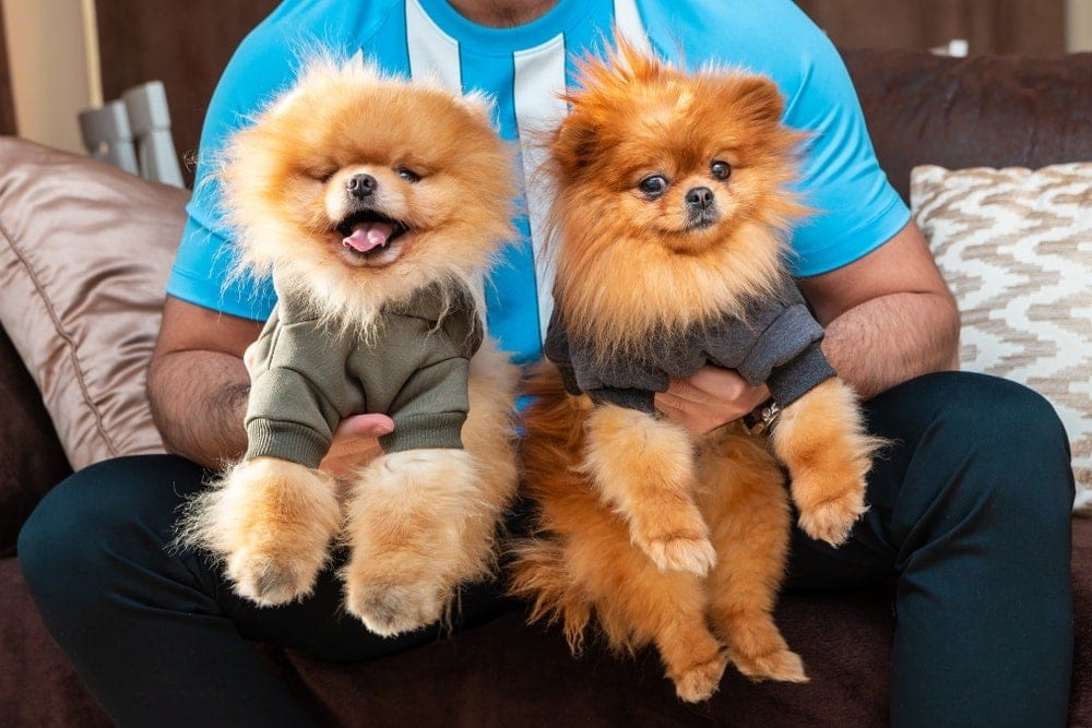 poms dressed up
