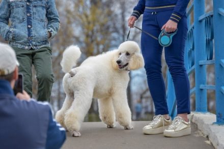 Are Poodles Smart? How Smart Are They? | Hepper Pet Resources