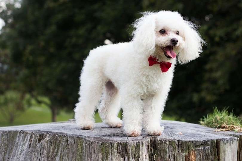 poodle on tree trunk