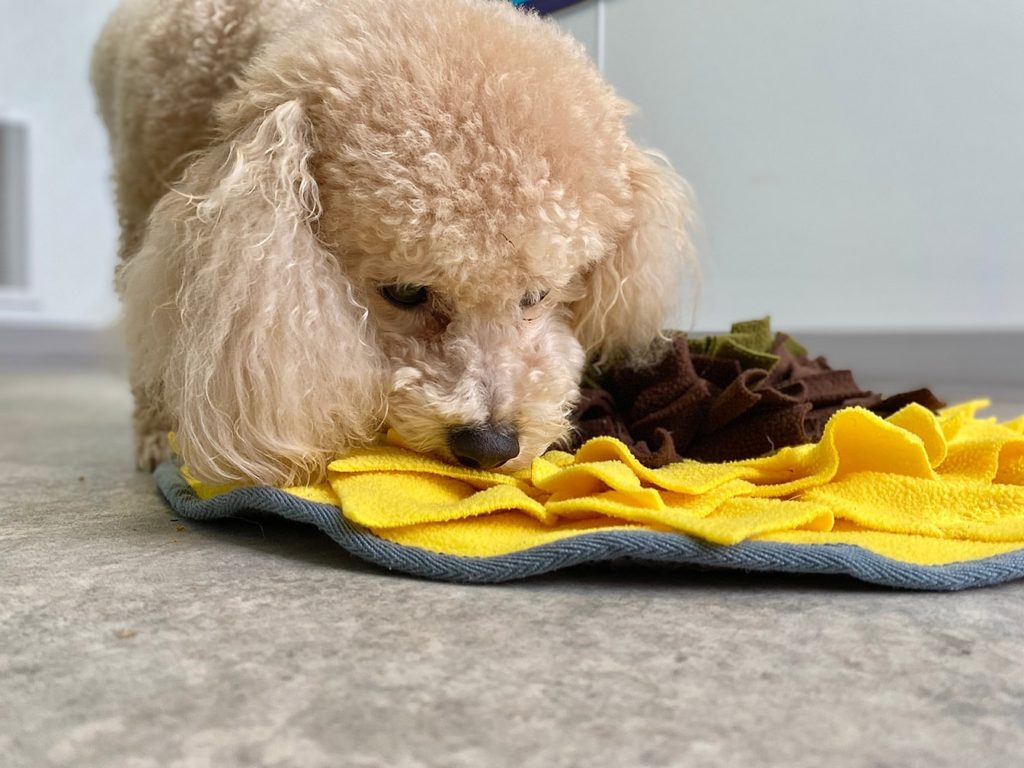 poodle using puzzle