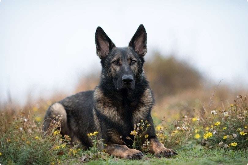 portrait of a dark sable german shepherd dog