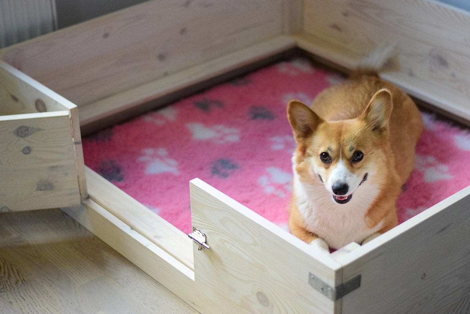 pregnant corgi in nesting box