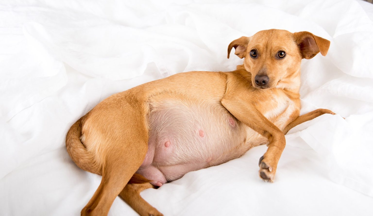 A closer look at Dog Pregnancy Signs Postural Changes
