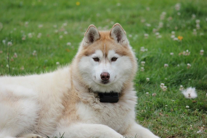 pretty husky
