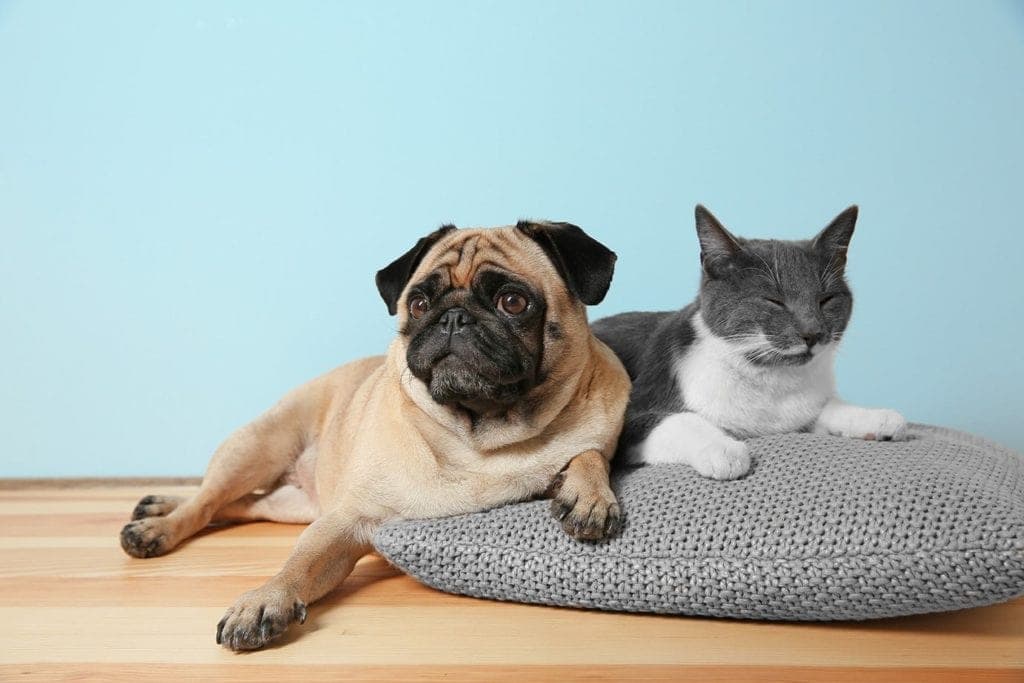 pug and cat