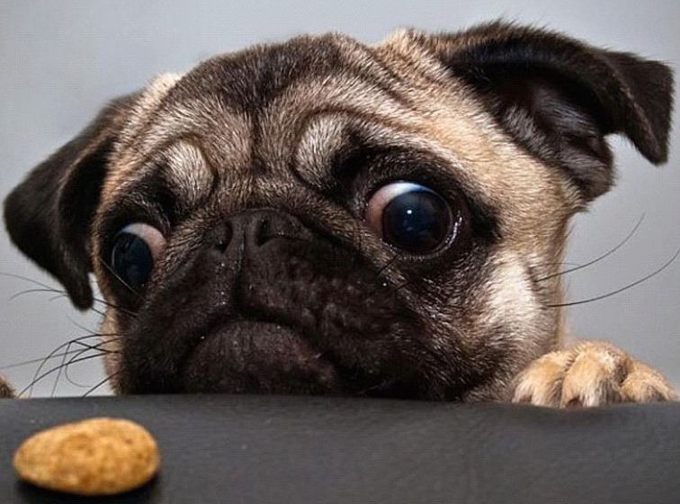 pug dog looking at treat