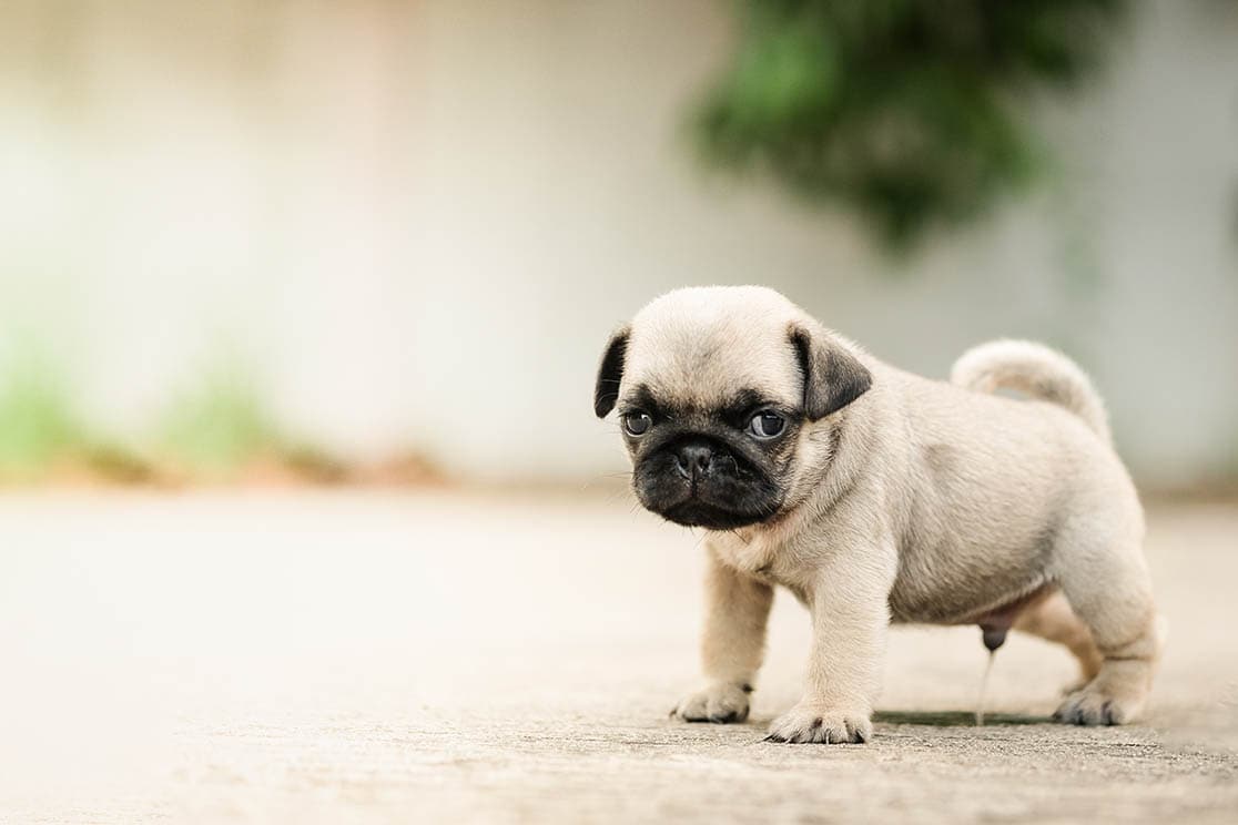 pug puppy peeing