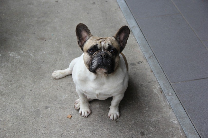 Frenchie sitting while looking up