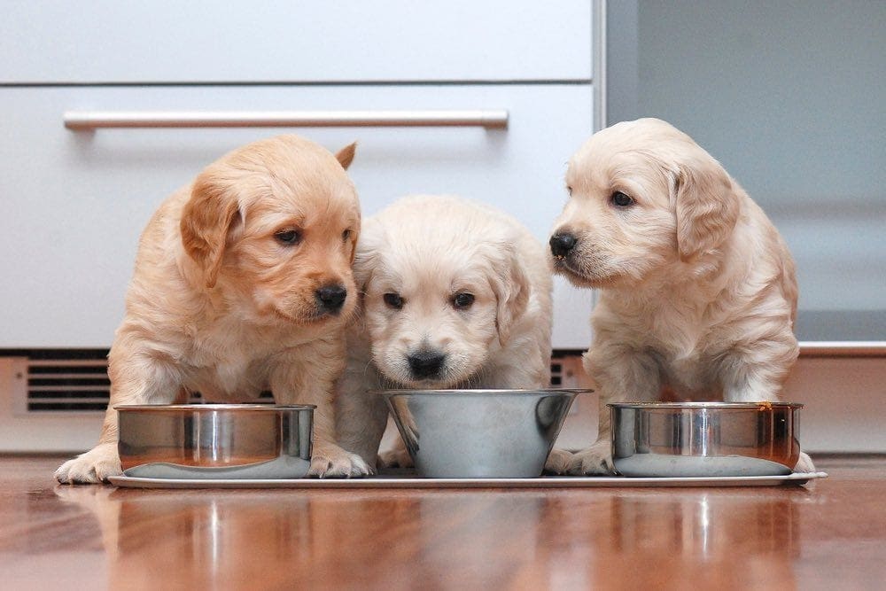 puppies eating