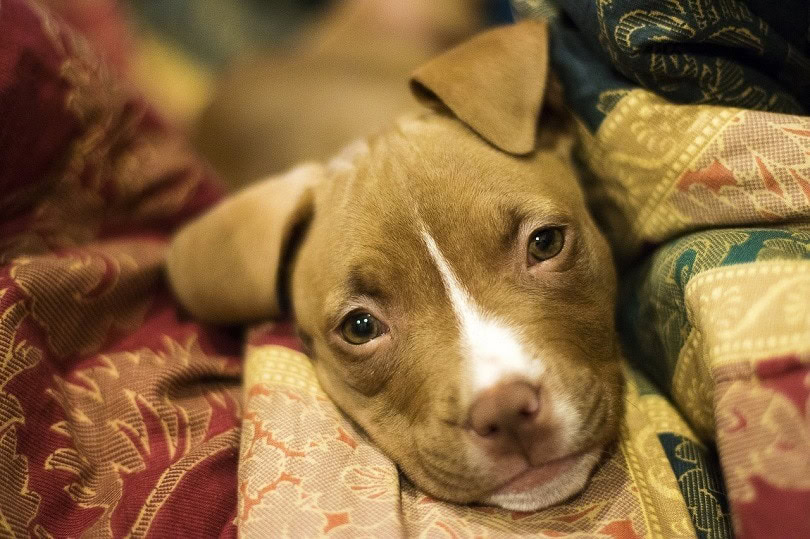 Doberman and Pitbull Puppy Mix