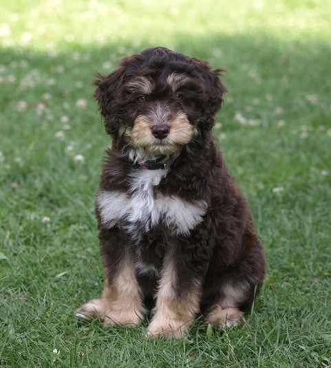 brown and white Miniature Aussiedoodle puppy