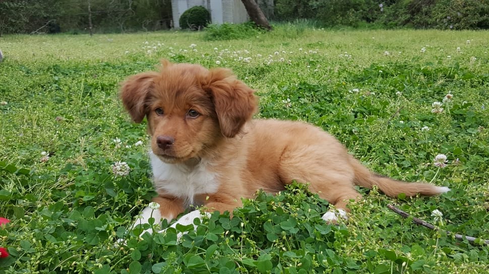 Border Collie Cocker puppy