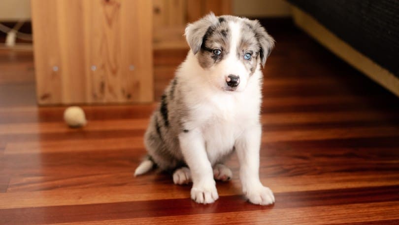 puppy-border-collie-blue-merle-sitting
