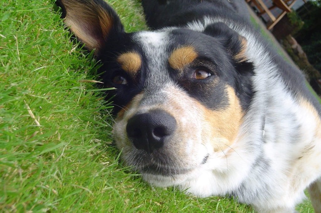 a labraheeler puppy