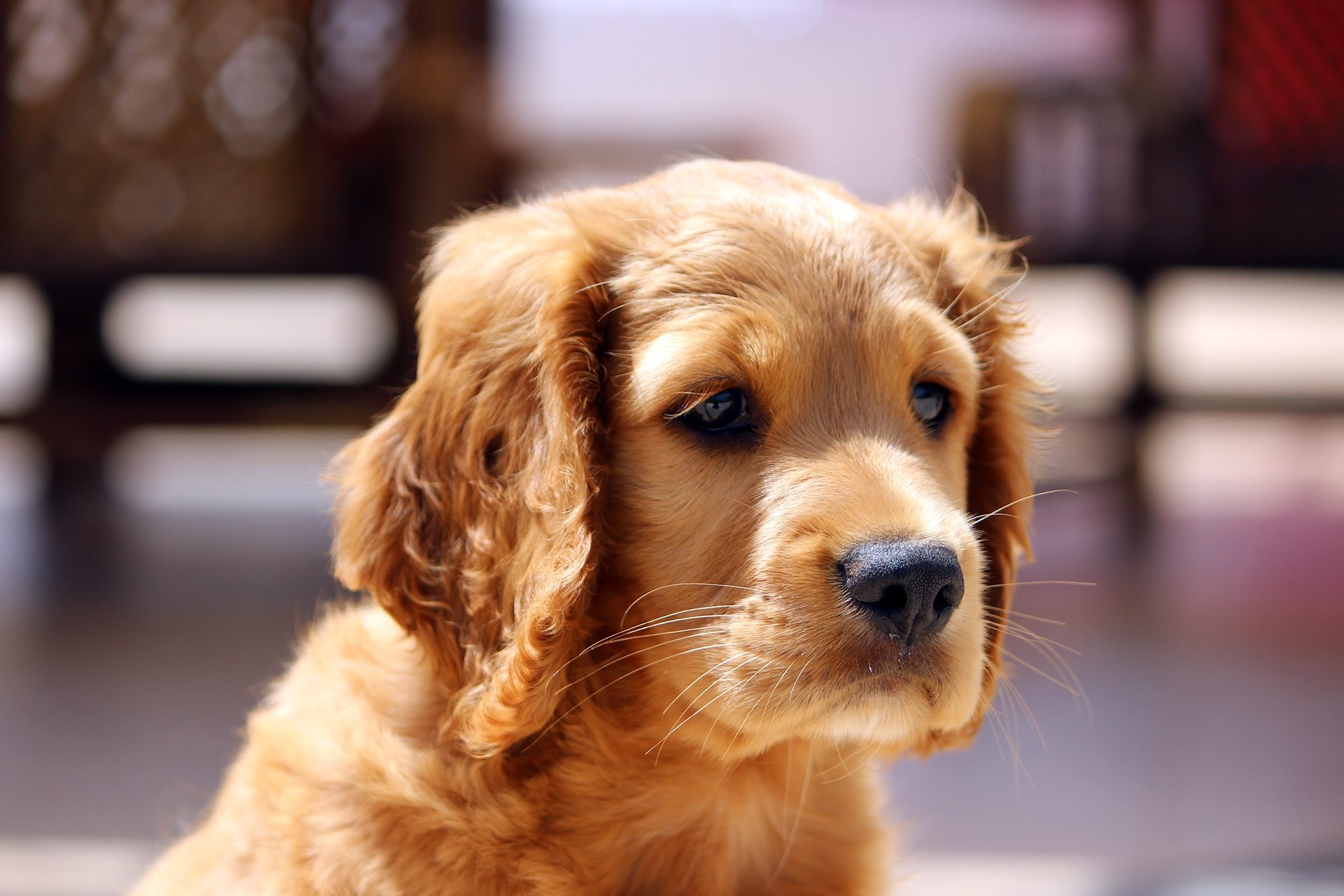 Golden Cavalier Puppy