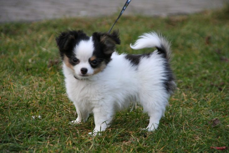 A chion puppy