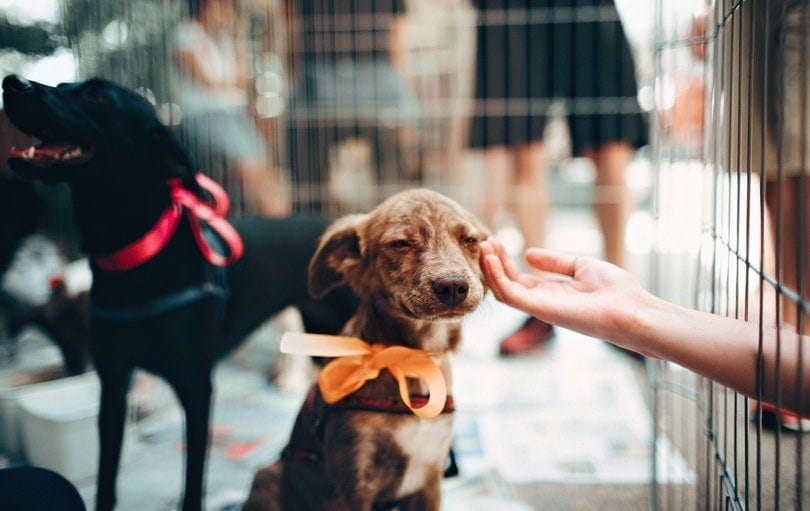 puppy in crate