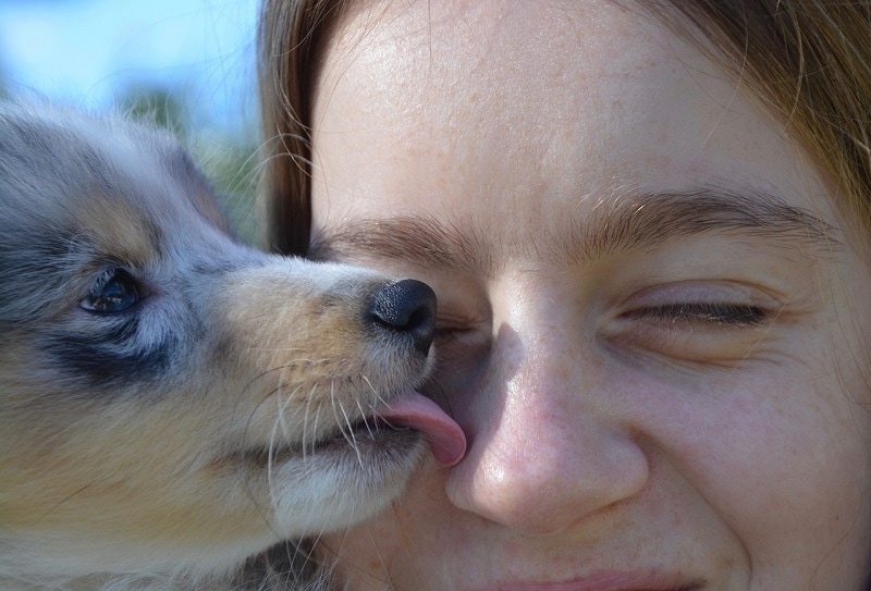 puppy licks human