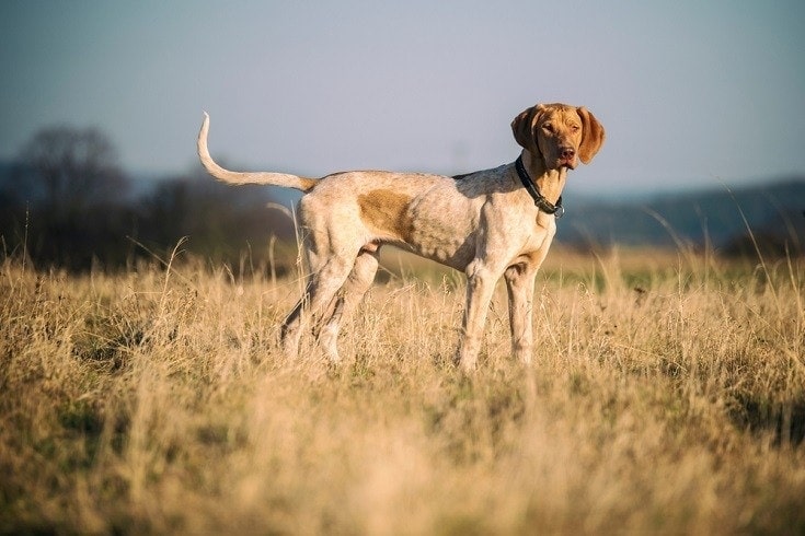 puppy of european sled dog great for mushing_orocyk radek_shutterstock