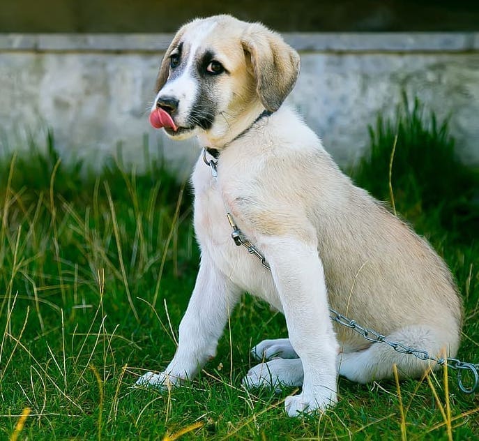 puppy on a leash