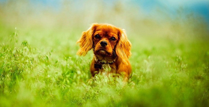 puppy on meadow