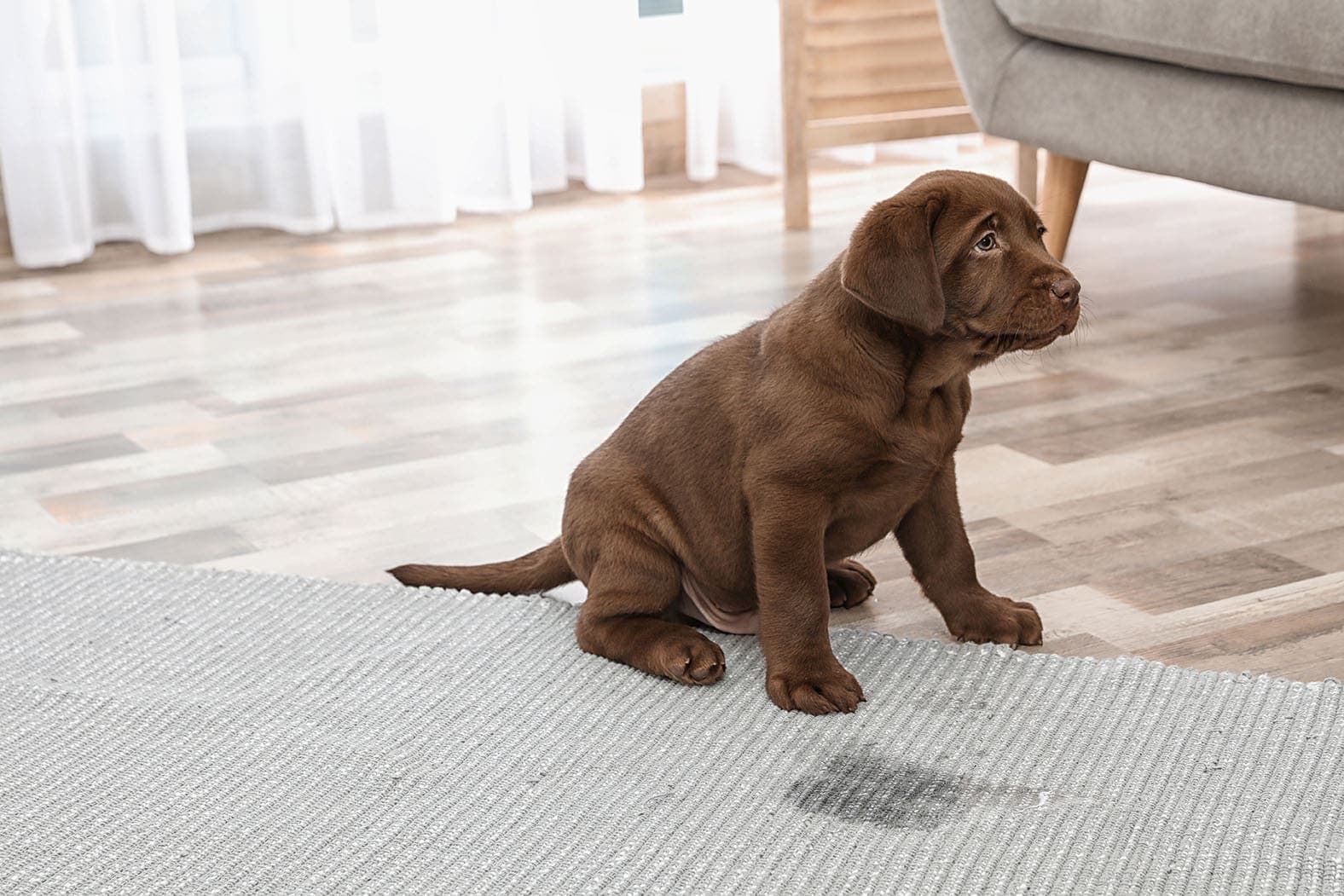 puppy pee indoor