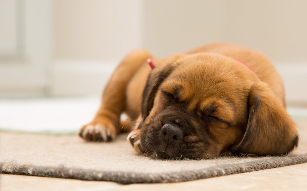 puppy sleeping in the mat