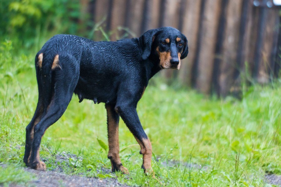 purebred Transylvanian Hound_Mircea Costina_shutterstock 2
