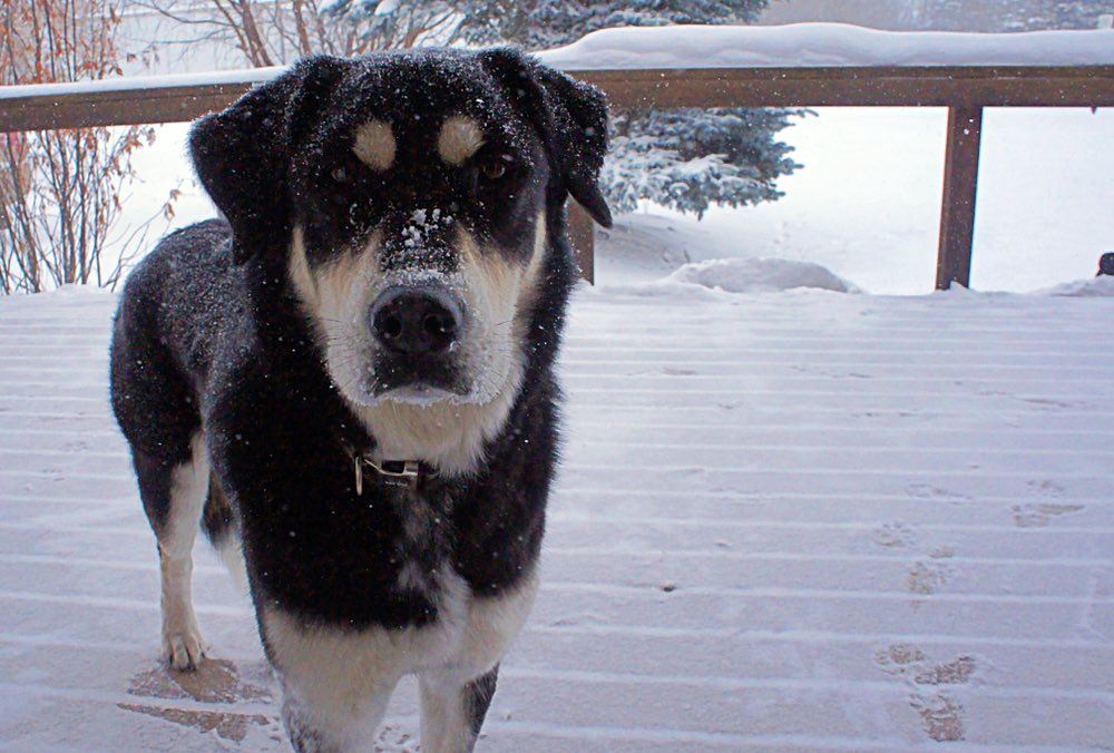 pyrenees husky in snow