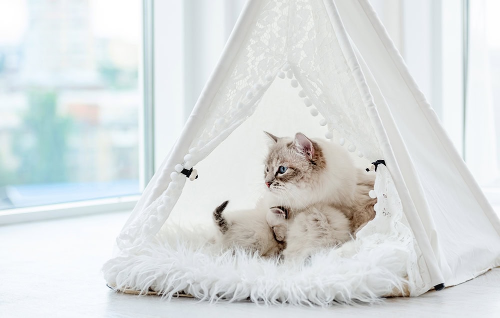 ragdoll cat and kittens inside the teepee tent
