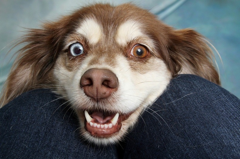 rare beautiful dog eyes