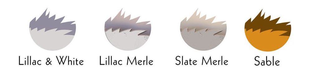 rare collie colors