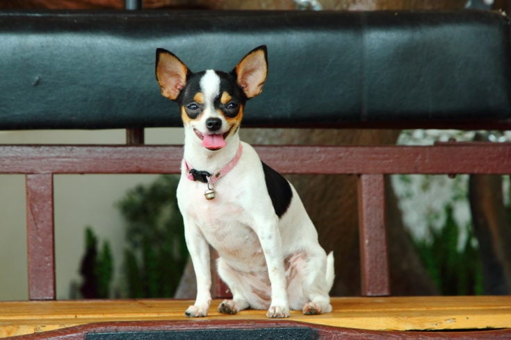 rat-cha puppy