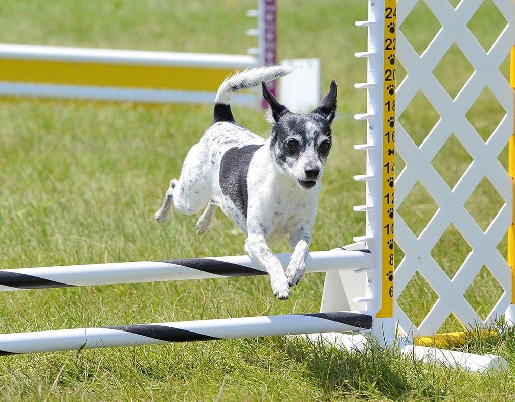 Rat Terrier jump