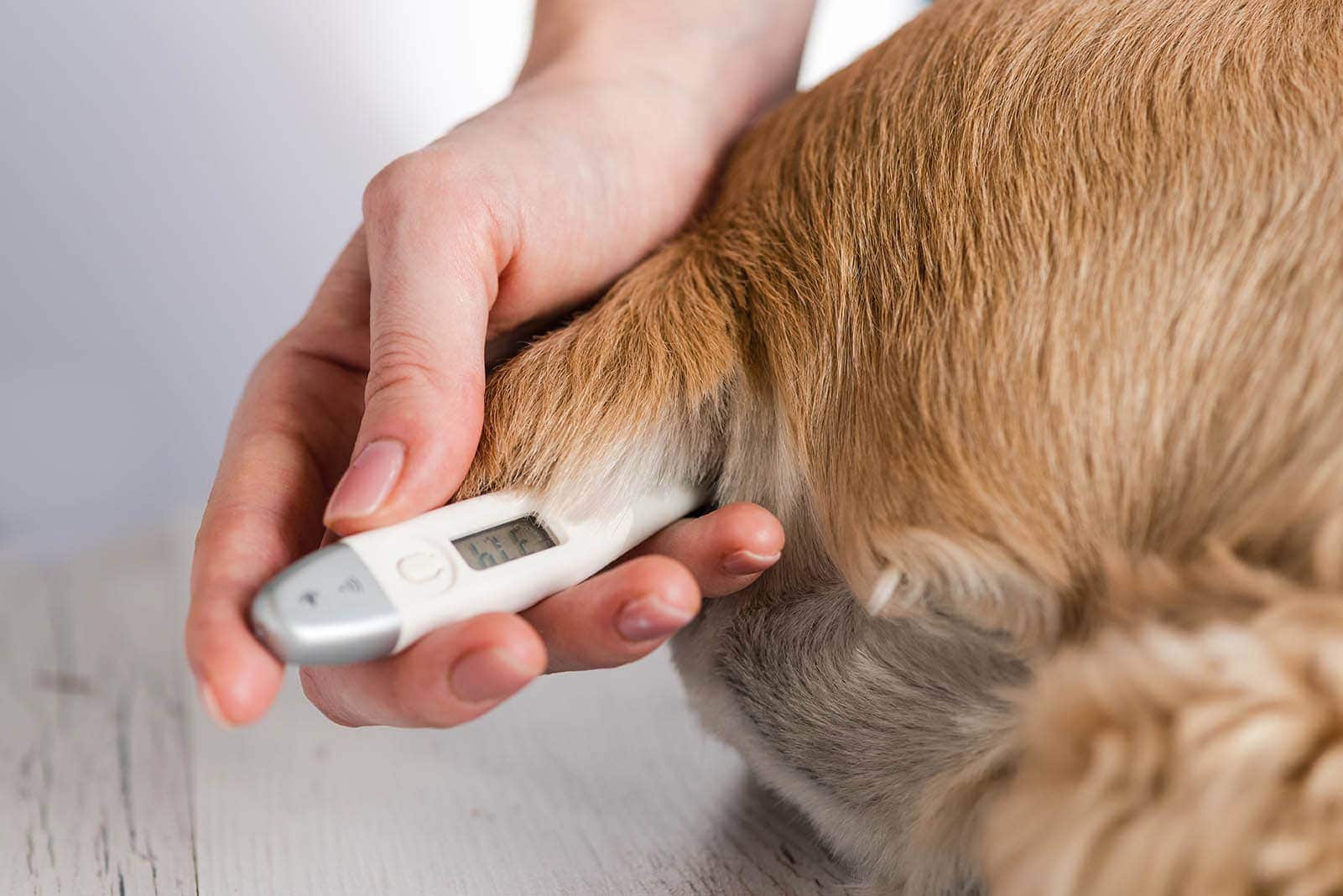rectal thermometer on dog