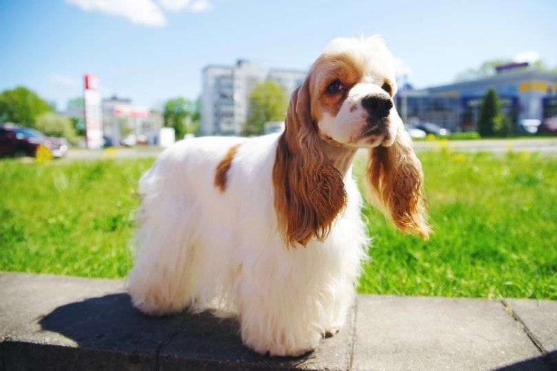 red and white cocker spaniel