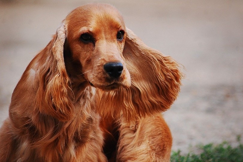 red cocker spaniel