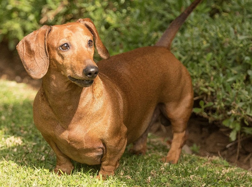 red dachshund