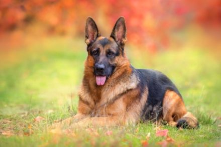 15 German Shepherd Myths & Misconceptions: Fact vs Fiction Hepper Pet