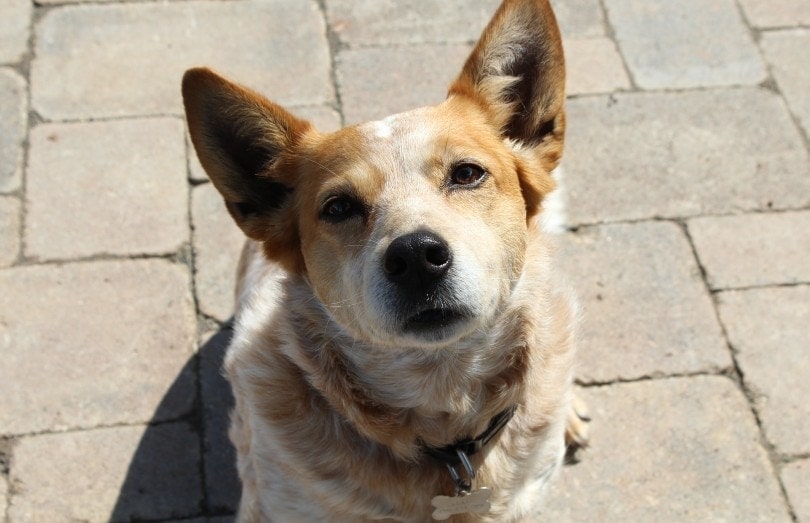 red heeler dog