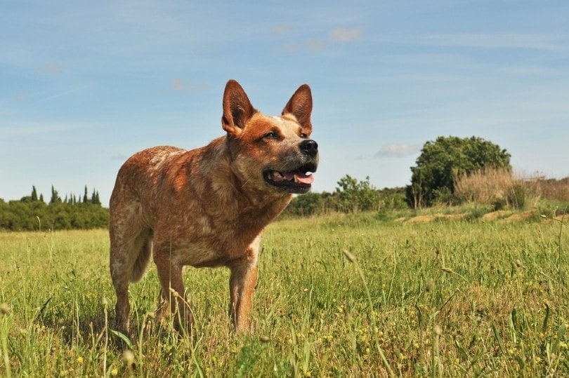 red heeler upright in a field