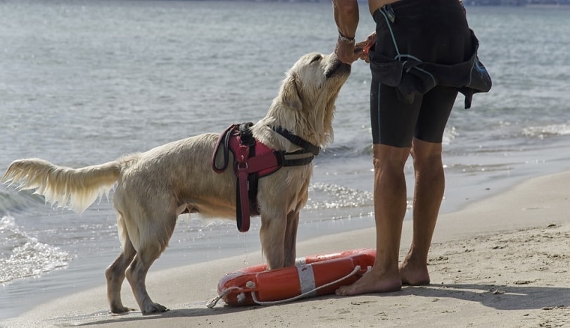 rescue dog coming out of the water