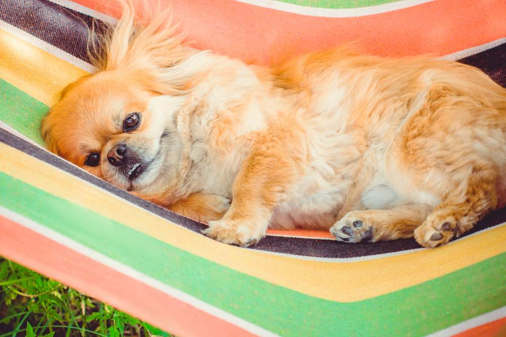 resting sleeping Pekingese on hammock