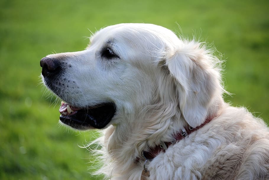 english golden retriever