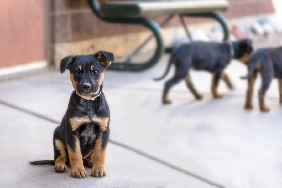 rottie shepherd puppy