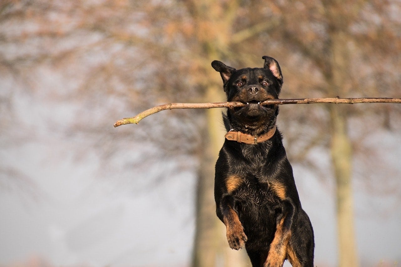 rottweiler jumps