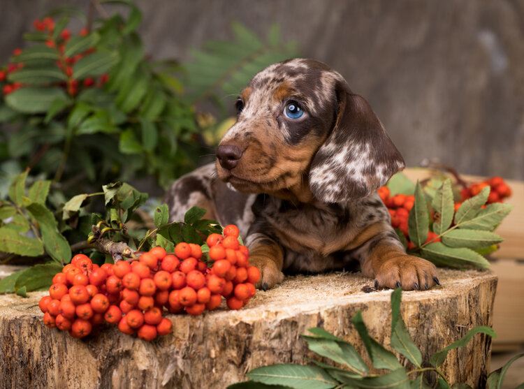 red dapple dachshund puppy