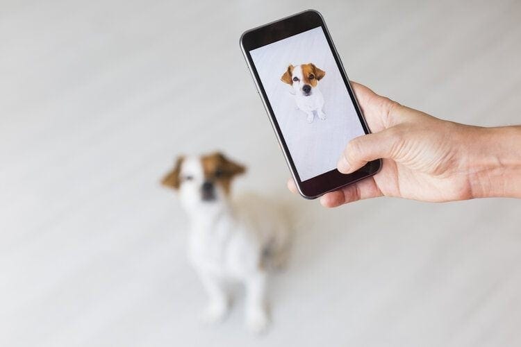 person taking photo of dog